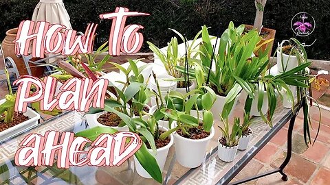 How I Prepare for 2023 | Supplies | Orchid Repots | Growth Habit | Set Up? #ninjaorchids