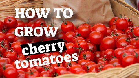 How to Grow Cherry Tomatoes in Containers or in Ground
