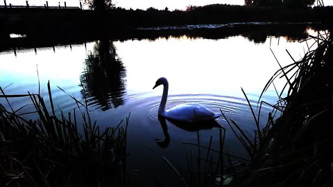 Swan on the river
