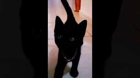 cute kittens|2022 best cute black cat YouTube shorts|youtubeshorts|funny cat videos 2022|shorts,