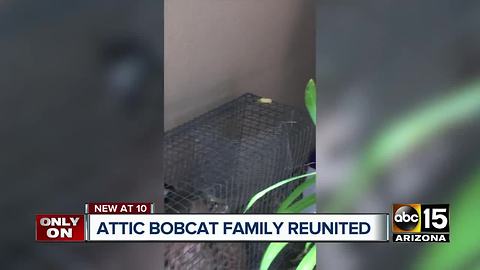 Bobcat family living in Cave Creek attic reunited at conservation center