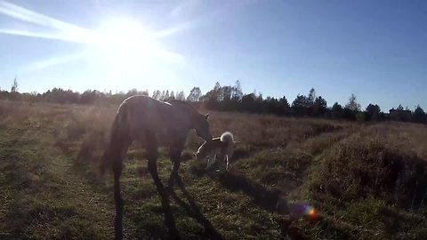 Dog and horse enjoy sunny afternoon walk together