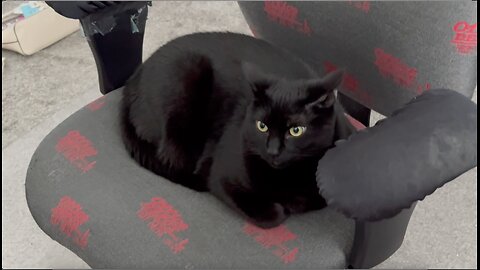 Adopting a Cat from a Shelter Vlog - Cute Precious Piper is Very Professional Looking