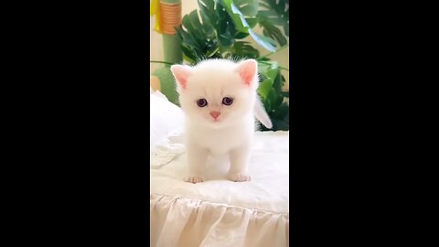 cat cute cat