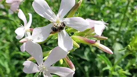 Wildflowers are so important in your gardens. Wildflower hill in the summer.