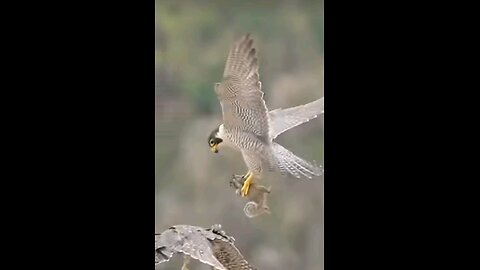 Hawk attacks squirrel