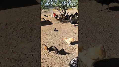 Are the mother hens going to teach the chicks to eat and drink?