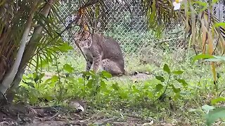 Happy One Year Rescue Anniversary to Winter Bobcat at Big Cat Rescue ! 01 23 2023