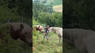 Feeding my Horses Carrots 🥕🐴