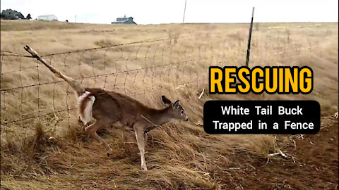 Rescuing White Tail Buck Trapped in a Fence