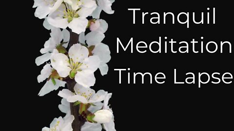 🧠 𝗦𝗼𝗼𝘁𝗵𝗲 𝗬𝗼𝘂𝗿 𝗠𝗶𝗻𝗱 🧠 Tranquil Meditation Cherry Blossom Time Lapse (10 Minutes🌸)