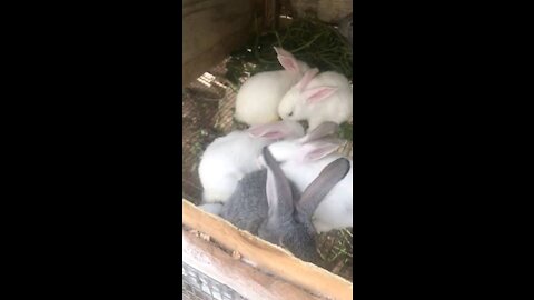 Mother Rabbit Nursing Her Young Kit