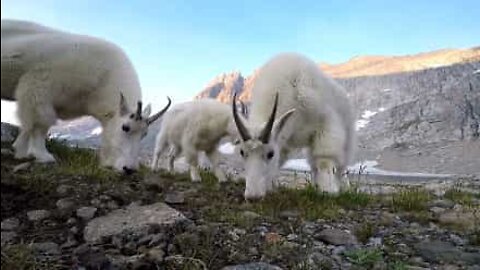 Venlige geder vækker en camper i en nationalpark i Montana