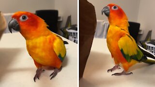 Excited parrot honks and quacks for groceries