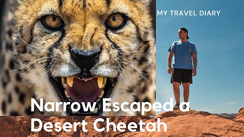 Desert Cheetah Attacked- Narrow Escaped