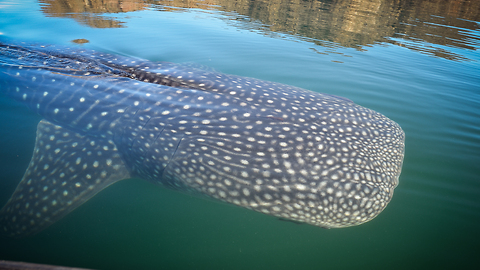 Large Whale Shark Follows And Circles Boat