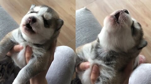 Cute Puppies Howling For the First Time