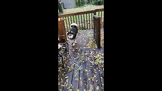 Dog Zoomies - Jumping right over fence