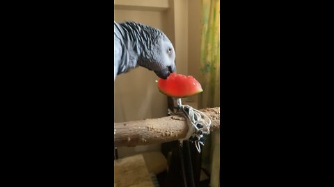 African grey parrot jessica refreshing herself by a piece of watermelon in this hot weather