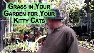 Plant Grass in Your Garden for Your Kitty Cats, They Will Love It [ASMR]