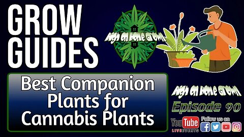 Best Companion Plants to Grow with Cannabis Plants | Cannabis Grow Guides Episode 90