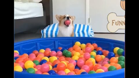 Funniest & Cutiest Dogs Reactions, Bloopers & Fails | Funny Dog Videos