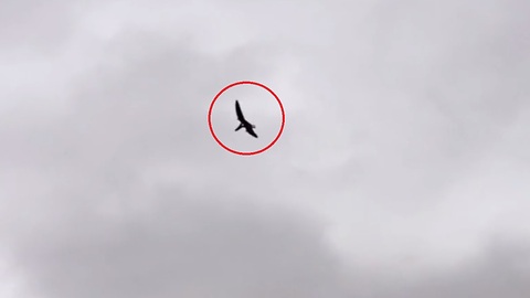 Man Spotted Pterosaur-Like Creature Flying In The Skies