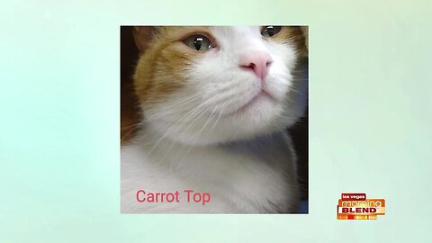 PICK OF THE LITTER: Carrot Top!