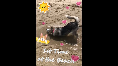 Puppy's 1st Time at the Beach