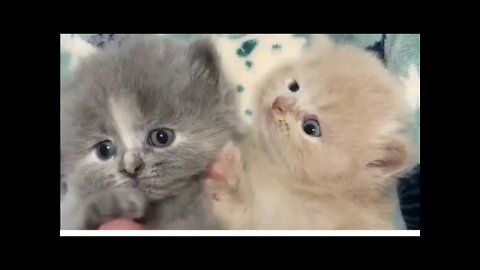 Three little Teddy kittens | Cutest Baby British kittens