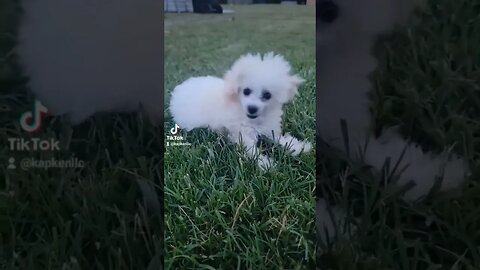 Teacup Poodle Happy dog