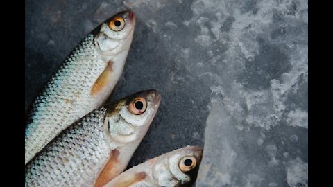 Feeds the fish on the fish farm