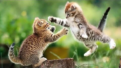 If you cat is john cena,,, animal funny video