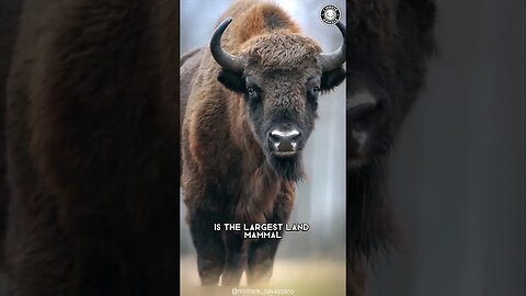 American Bison 🦬 The Iconic Symbol of North America!