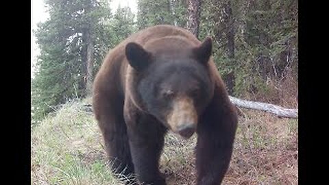 A large Wounded Black Bear