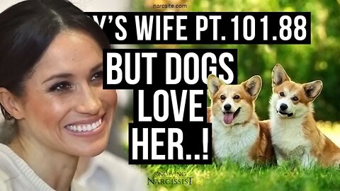 Harry´s Wife 101.88 But Dogs Love Her (Meghan Markle)