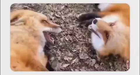 Amazing Fox laughing