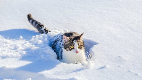 'The cat🐈 saw snow for the first time' cat, entertainment, geography studio,