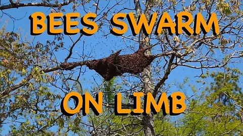 Honeybees Swarm on Tree Limb - Farm Hand's Companion Extra