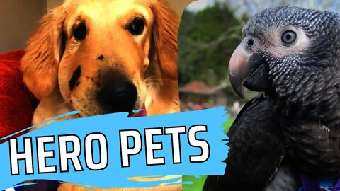Pets Who Saved their Humans | Awesome Animals TOP 10