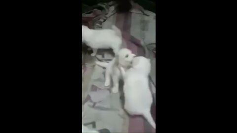 Spritz puppy quarrel each others. 🖤