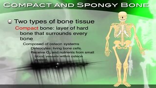 The Skeletal System, its Structure and Function - Section 34.2