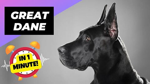 Great Dane - In 1 Minute! 🐶 One Of The Laziest Dog Breeds In The World | 1 Minute Animals