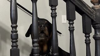 Rottweiler Talking To Baby