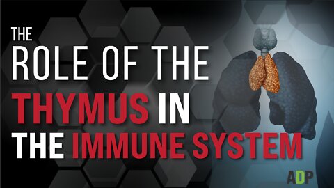 The Role of the Thymus in the Immune System