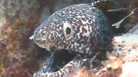 Moray eel video