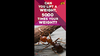 Do You Know These Antics of Ants ?