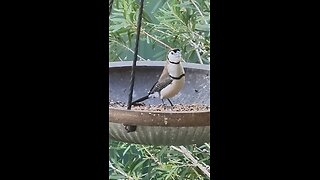 beautiful double-barred finch