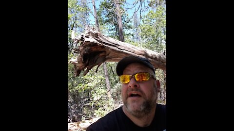 2018 06-24 Inverted Trees Shasta County, CA