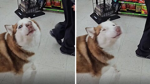 Husky Howls As He Enters Convenient Store